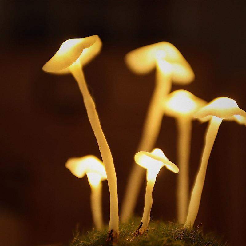 MagicalGlow - Mushroom Glass Cloche Night Light