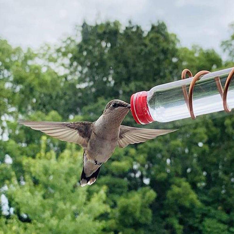 Window Hummingbird Feeder | Clear Glass Feeder for Close-Up Bird Watching